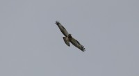 Falco pecchiaiolo, m.ga Rambalda di Vallene 19.08.25 (1)