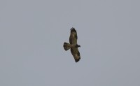Falco pecchiaiolo, m.ga Rambalda di Vallene 19.08.25 (2)