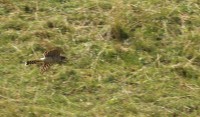 Sparviere juv. in caccia, m.ga Rambalda di Vallene 19.08.25 (1)
