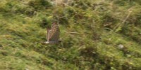 Sparviere juv. in caccia, m.ga Rambalda di Vallene 19.08.25 (2)
