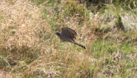 Sparviere juv. in caccia, m.ga Rambalda di Vallene 19.08.25 (3)