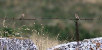 Stiaccini, m.ghe alte di Vallene 17.08.25 (1)