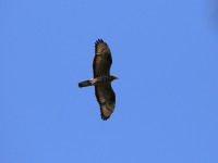 falco pecchiaiolo-ago25