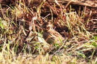 Tottaville, c.trada Bertasi di Vallene 09.10.25 (4)