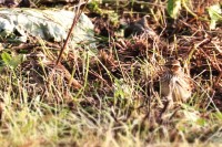 Tottaville, c.trada Bertasi di Vallene 09.10.25 (5)