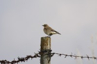 Culbianco, m.ga Rambalda-m.ghe alte di Vallene 09.10.25 (2)