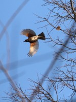 tordo sassello-nov25