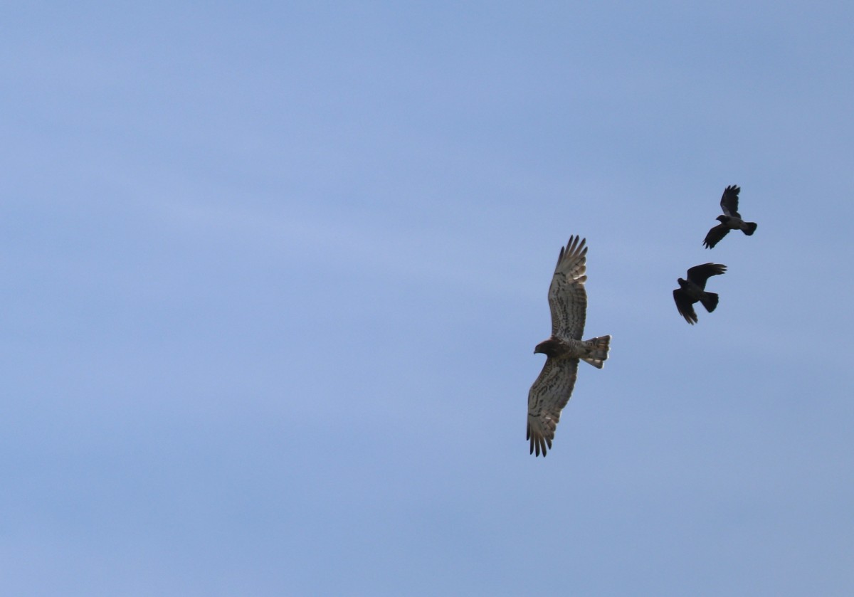 Biancone mobbato da cornacchie, m.ga Castilverio di Vallene 07.09.25