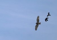 Biancone mobbato da cornacchie, m.ga Castilverio di Vallene 07.09.25