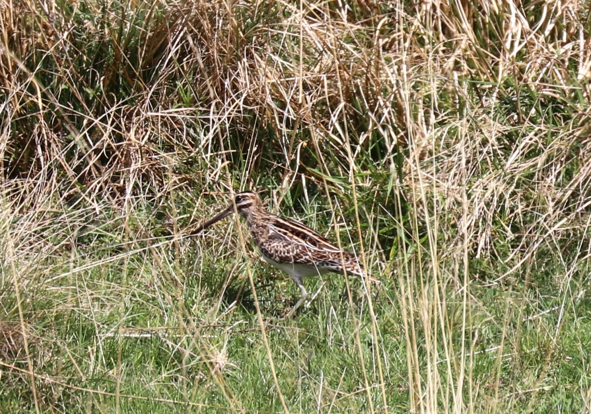 Beccaccino, pozze m.ga Rambalda di Vallene 29.09.25