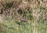 Beccaccino, pozze m.ga Rambalda di Vallene 29.09.25