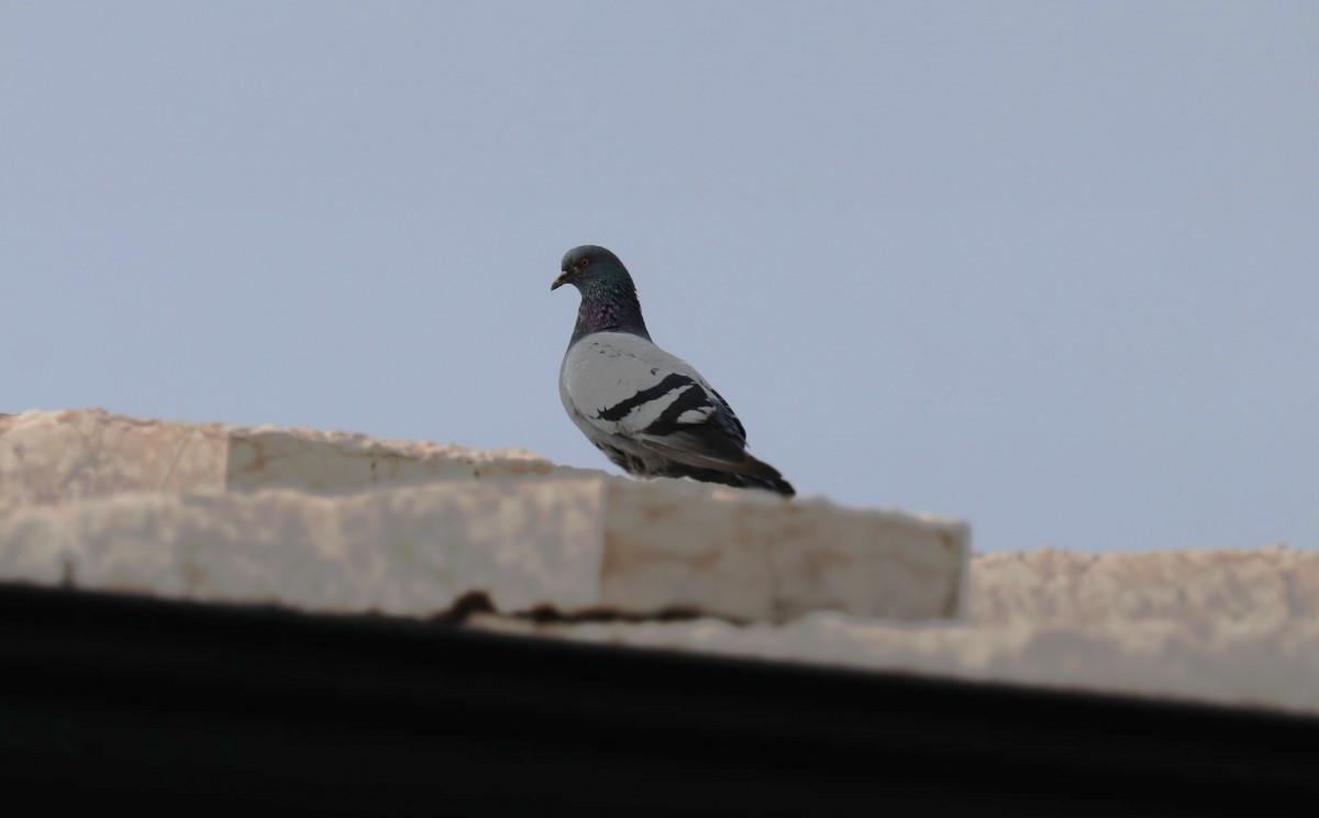 Piccione domestico, Provalo 09.10.25 (2)