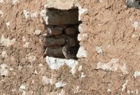 Civetta al sole, Provalo di Vallene 30.11.25 (1)