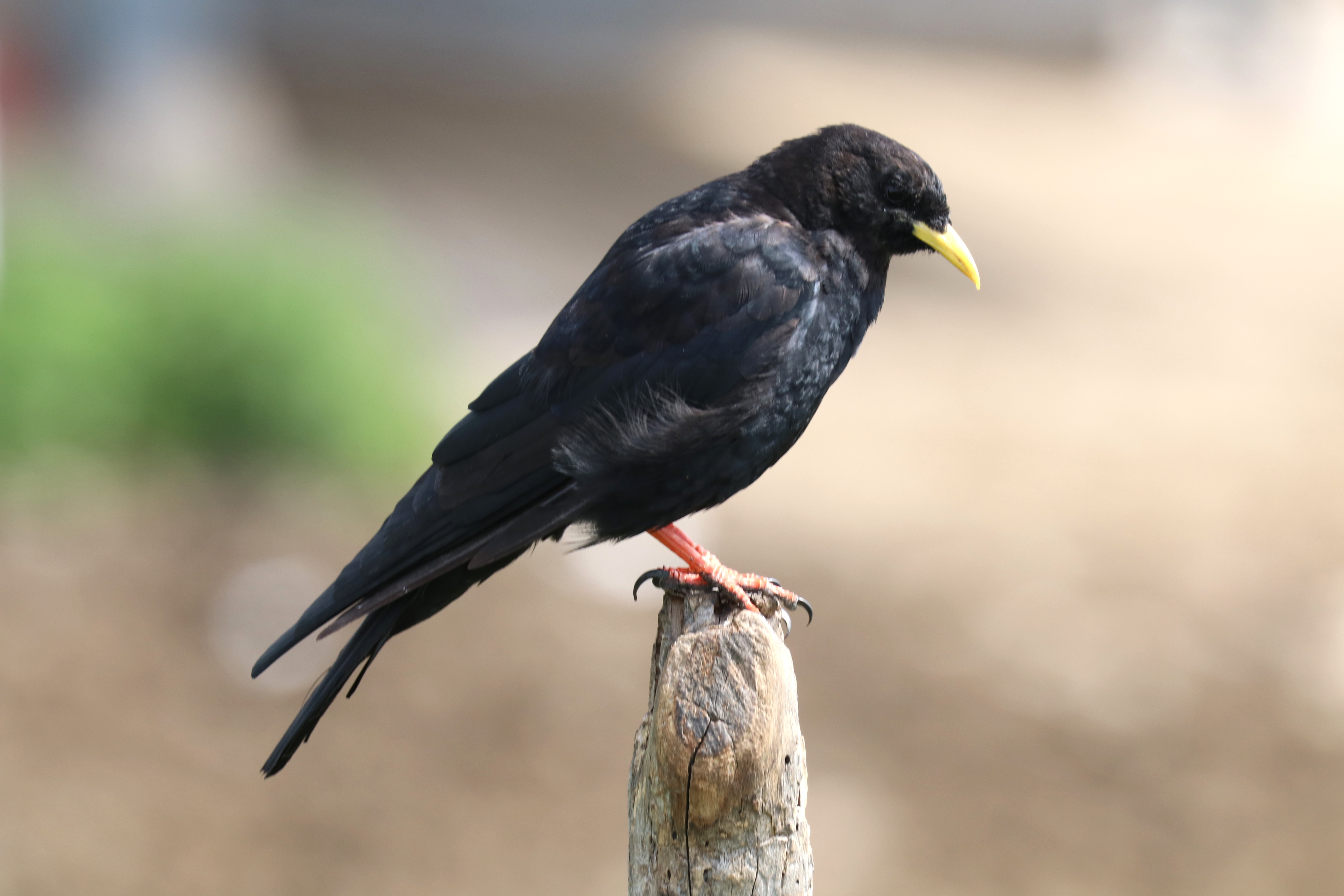 Gracchio alpino, m.ghe alte di Vallene 07.09.25