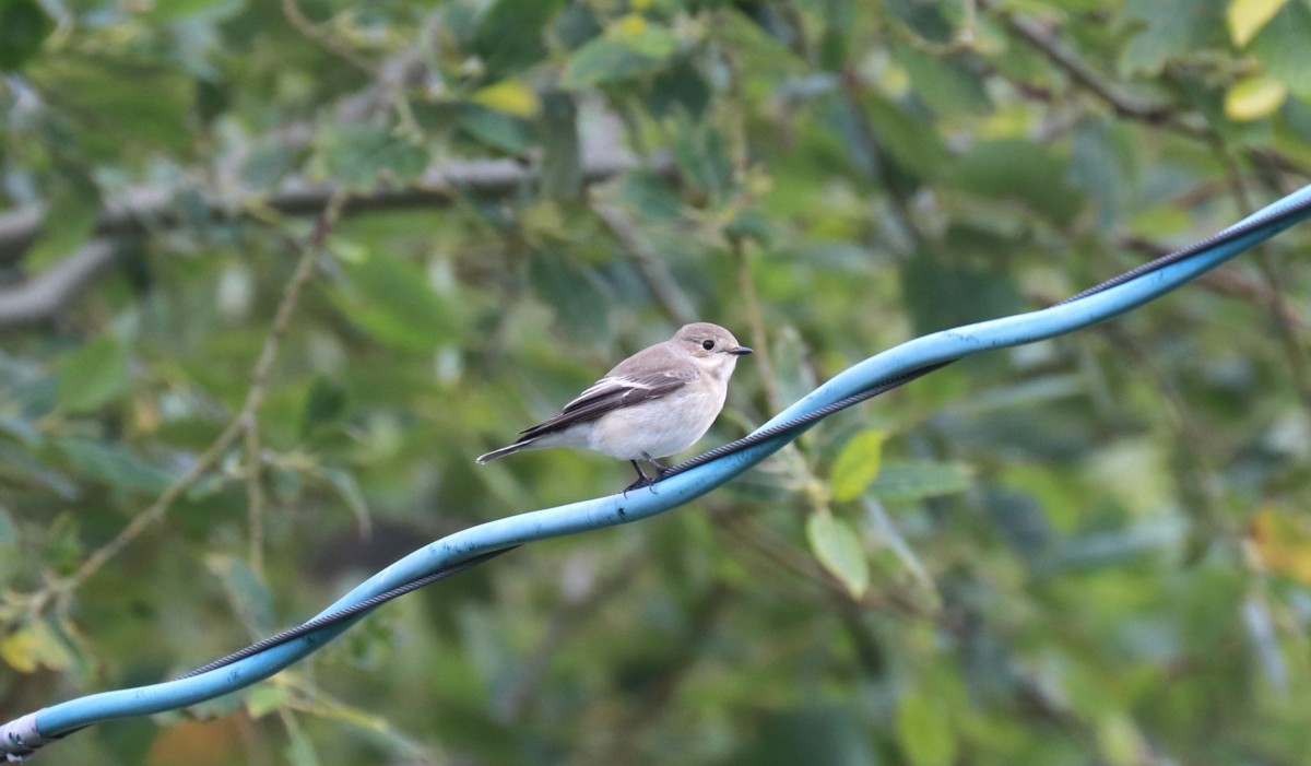 Balia nera, m.ga Rambalda di Vallene 08.09.25