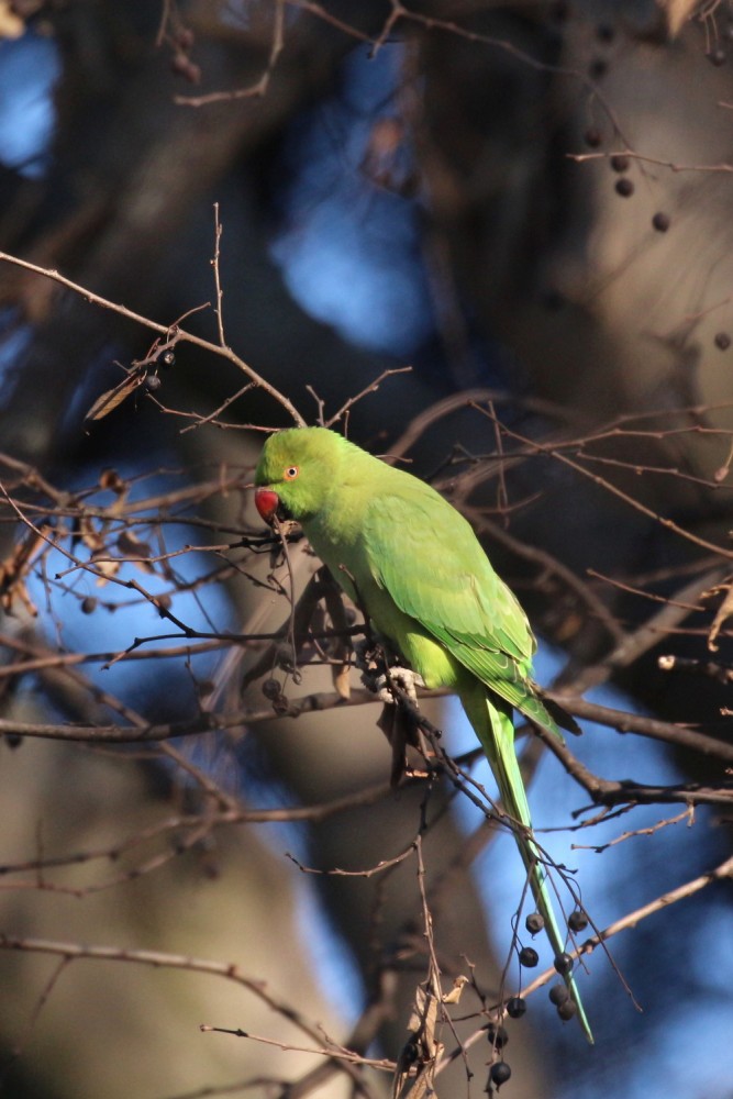 parrocchetto dal collare-dic25