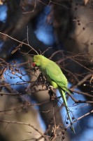 parrocchetto dal collare-dic25