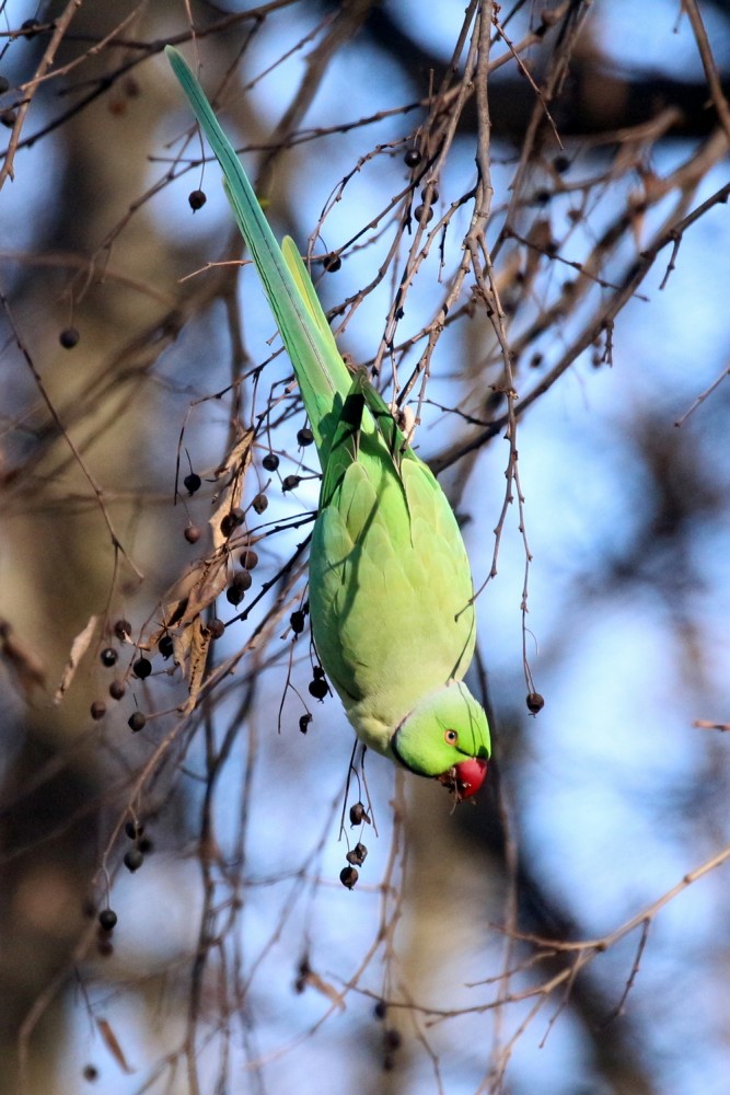 parrocchetto dal collare--dic25