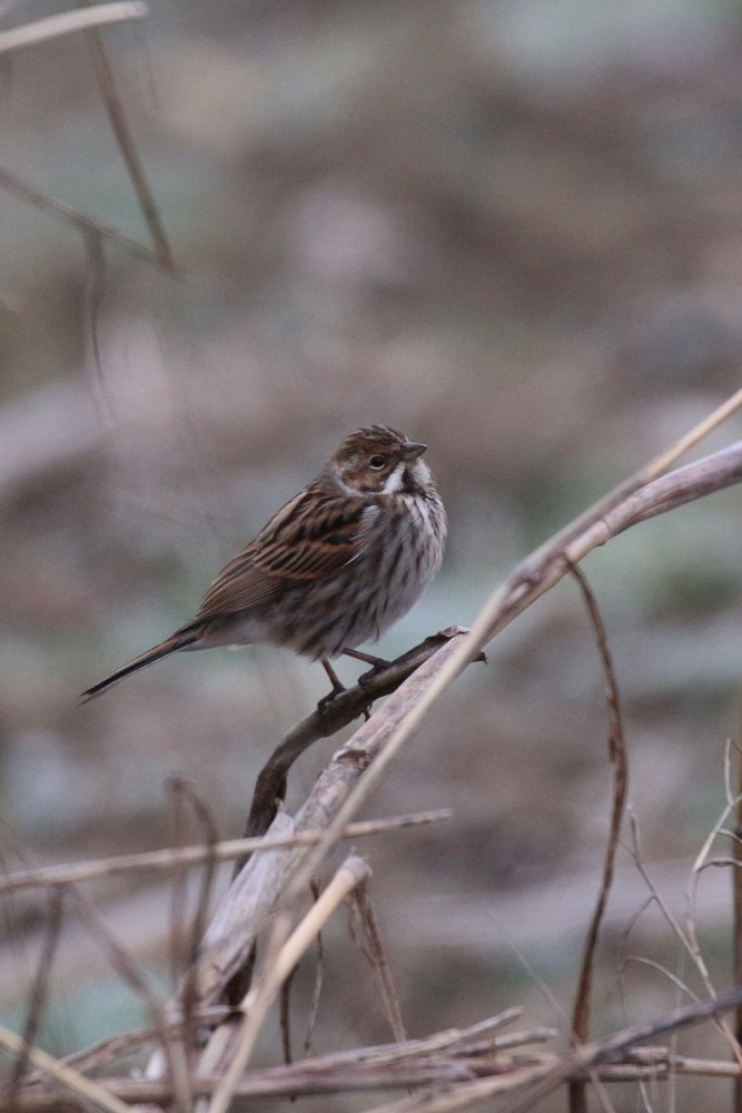 migliarino di palude-m-gen26