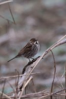 migliarino di palude-m-gen26