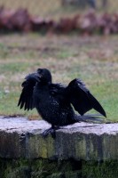 marangone minore-gen26