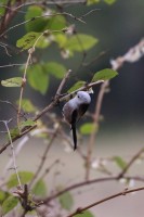 codibugnolo ssp.caudatus-feb26