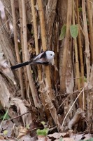 codibugnolo ssp.caudatus---feb26