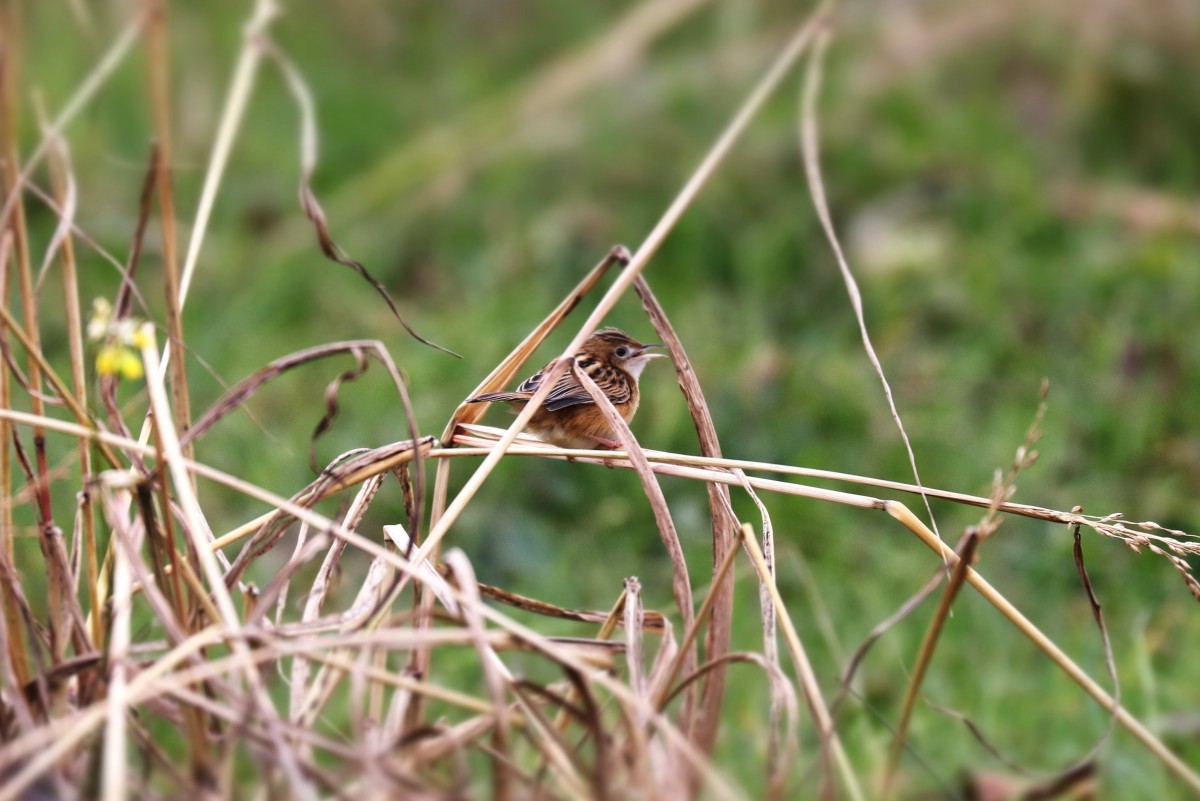 Beccamoschino, Golfo di Peschiera 06.01.26