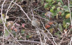 Passera scopaiola, Golfo di Peschiera 06.01.26 (1)