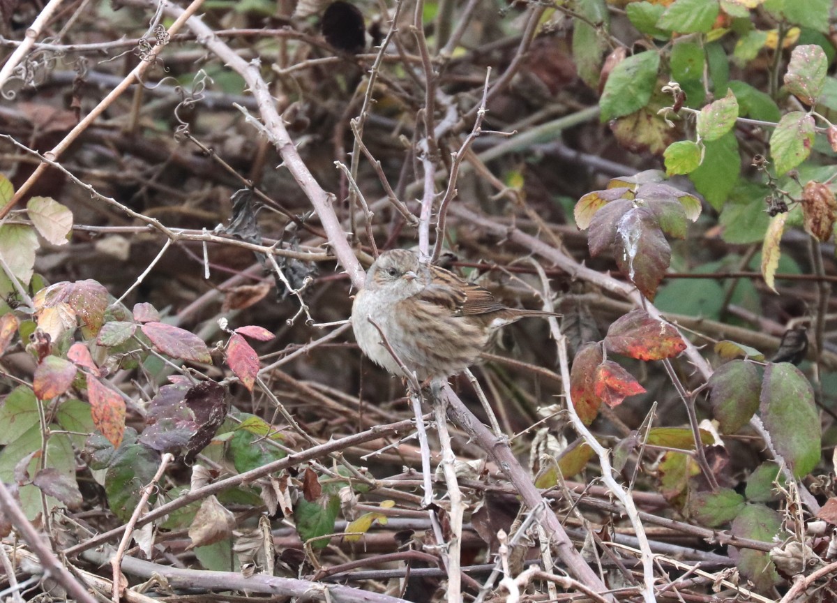 Passera scopaiola, Golfo di Peschiera 06.01.26 (2)