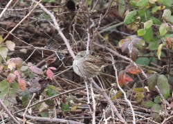 Passera scopaiola, Golfo di Peschiera 06.01.26 (2)