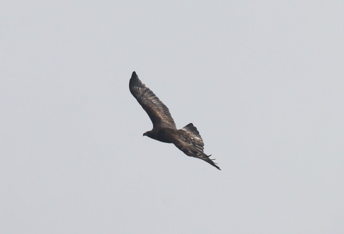 Aquila reale, Malga Volpina di Vallene 24.02.26 (1)