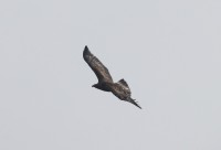 Aquila reale, Malga Volpina di Vallene 24.02.26 (1)