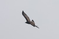 Aquila reale, Malga Volpina di Vallene 24.02.26 (2)