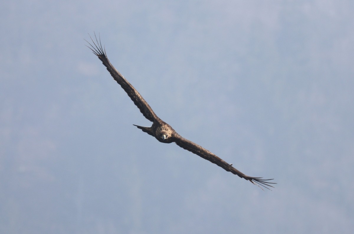 Aquila reale, Malga Volpina di Vallene 24.02.26 (3)