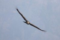 Aquila reale, Malga Volpina di Vallene 24.02.26 (3)