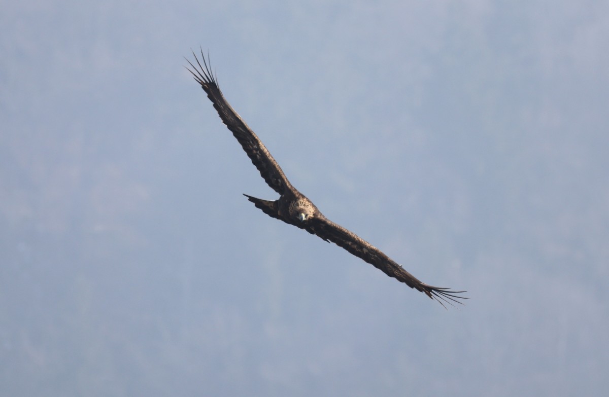 Aquila reale, Malga Volpina di Vallene 24.02.26 (4)