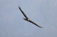 Aquila reale, Malga Volpina di Vallene 24.02.26 (4)