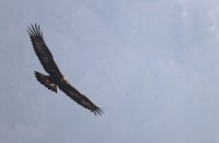 Aquila reale, Malga Volpina di Vallene 24.02.26 (5)