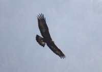 Aquila reale, Malga Volpina di Vallene 24.02.26 (6)