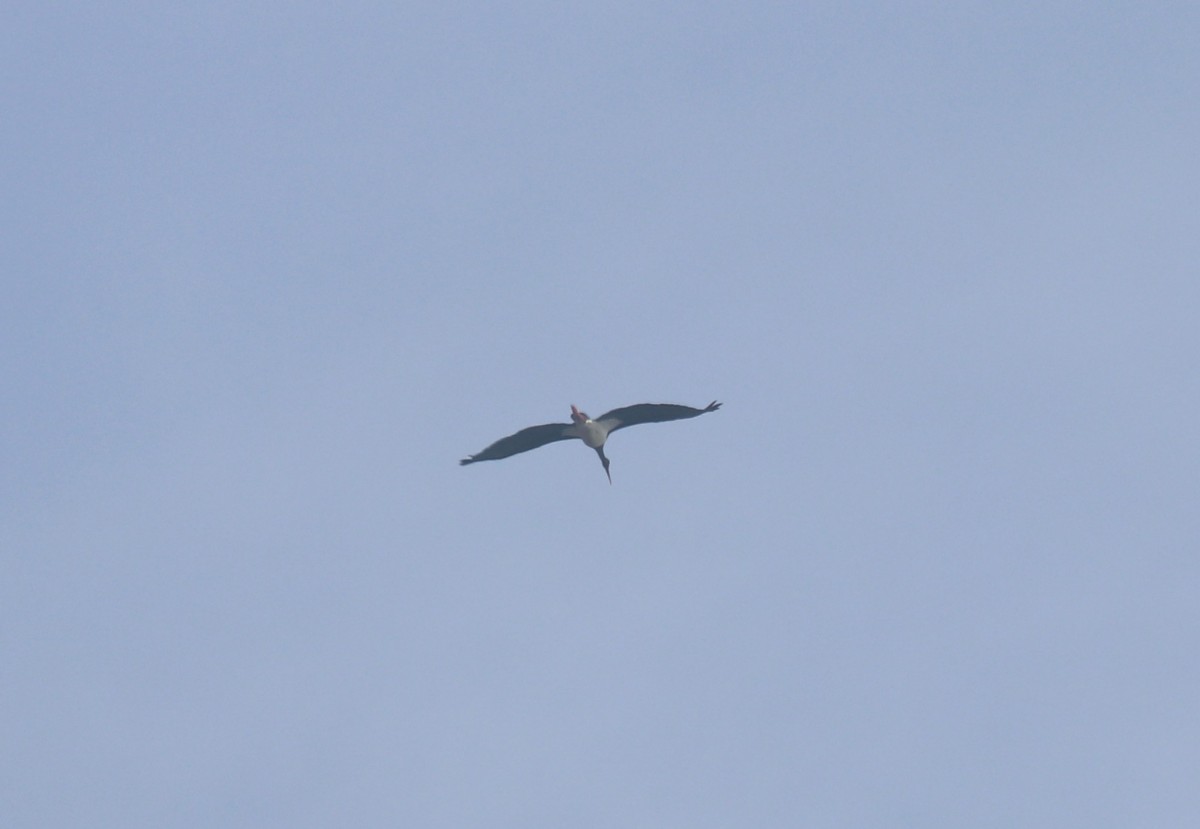 Cicogna nera, Malga Volpina di Vallene 24.02.26 (1)
