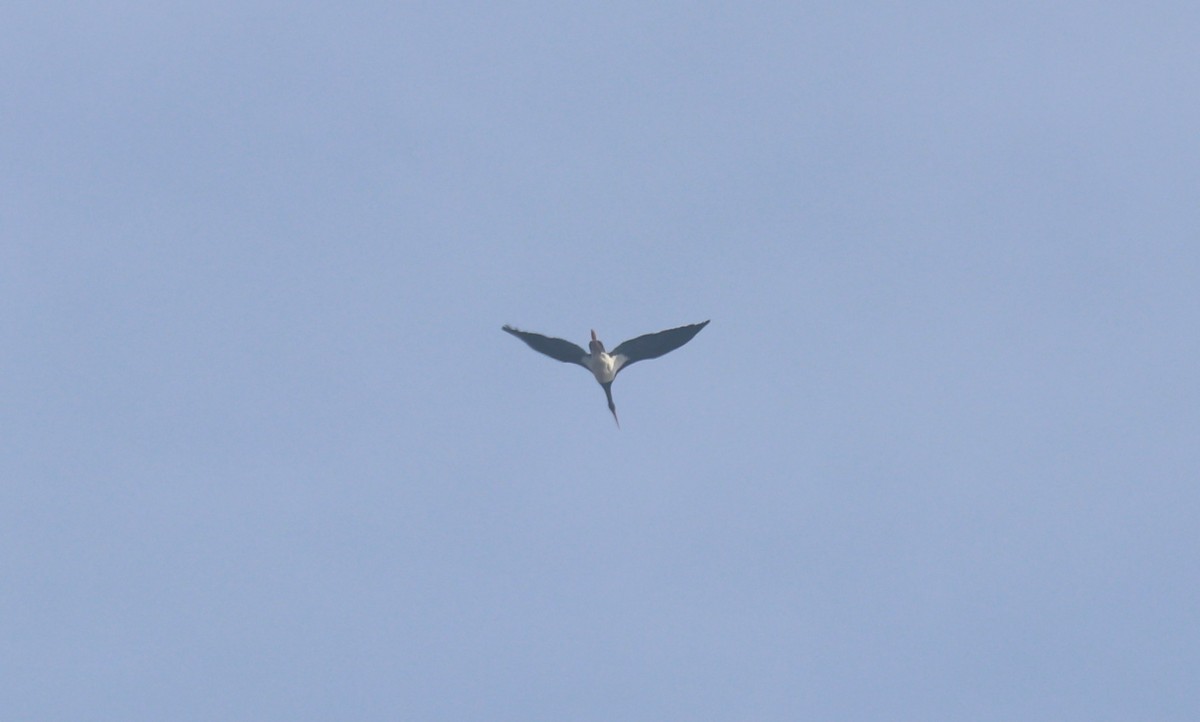 Cicogna nera, Malga Volpina di Vallene 24.02.26 (2)