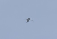 Cicogna nera, Malga Volpina di Vallene 24.02.26 (5)