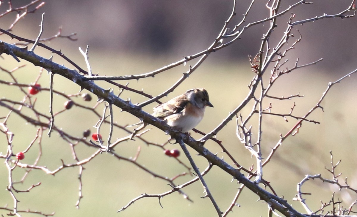 Alfaedo 04.01.26 (1)