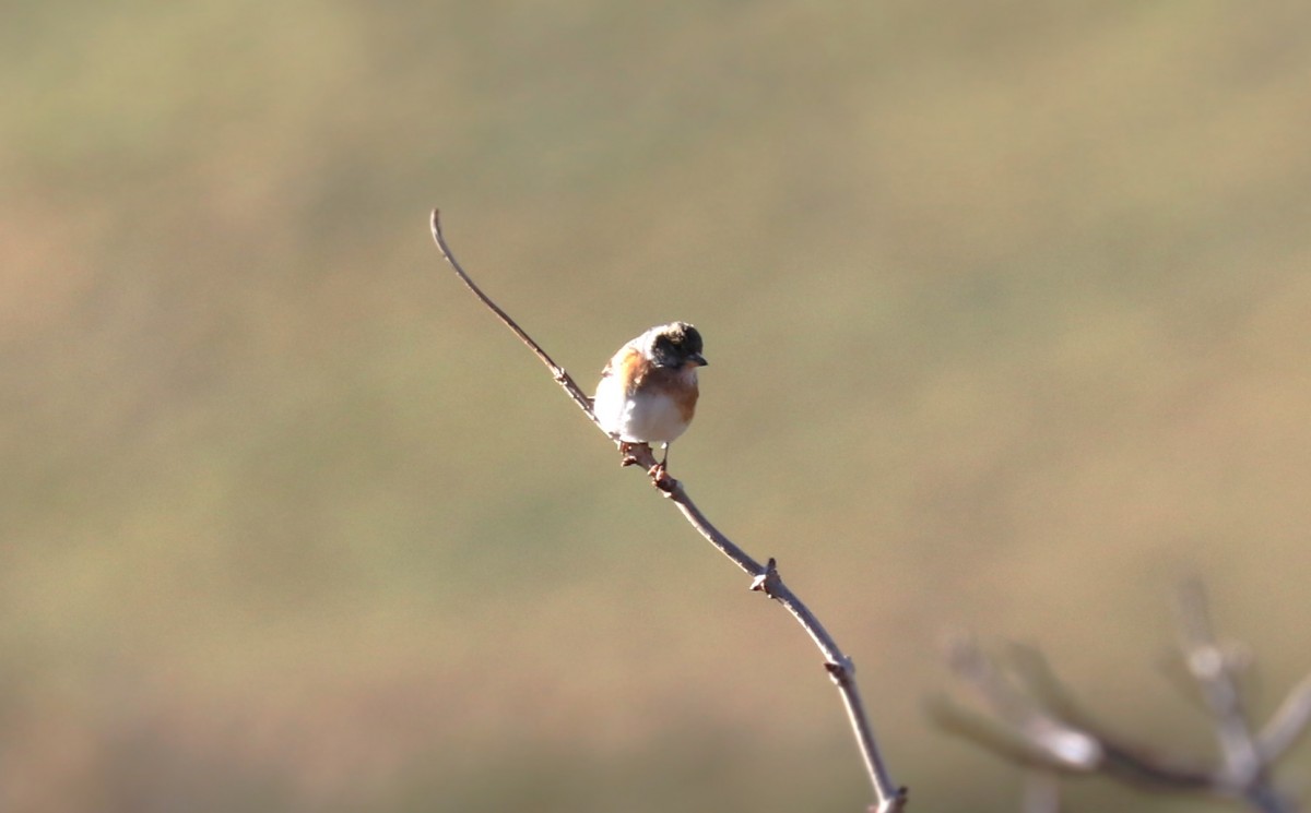 Alfaedo 04.01.26 (3)