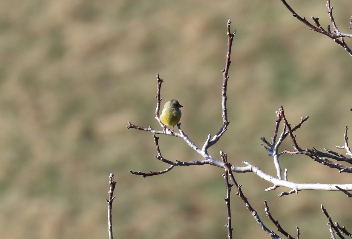 Alfaedo 04.01.26 (7)