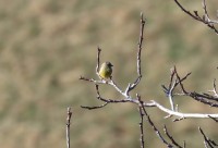 Alfaedo 04.01.26 (7)