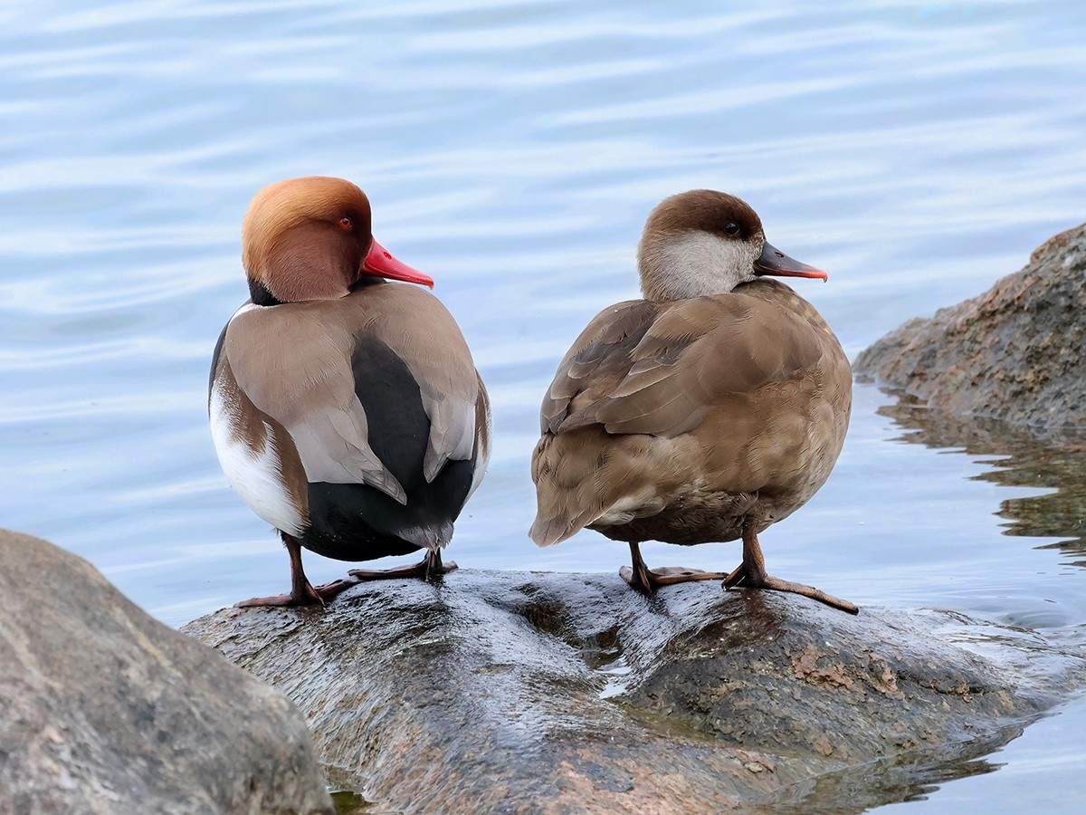 Fistione turco maschio e femmina