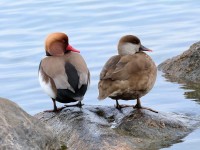 Fistione turco maschio e femmina