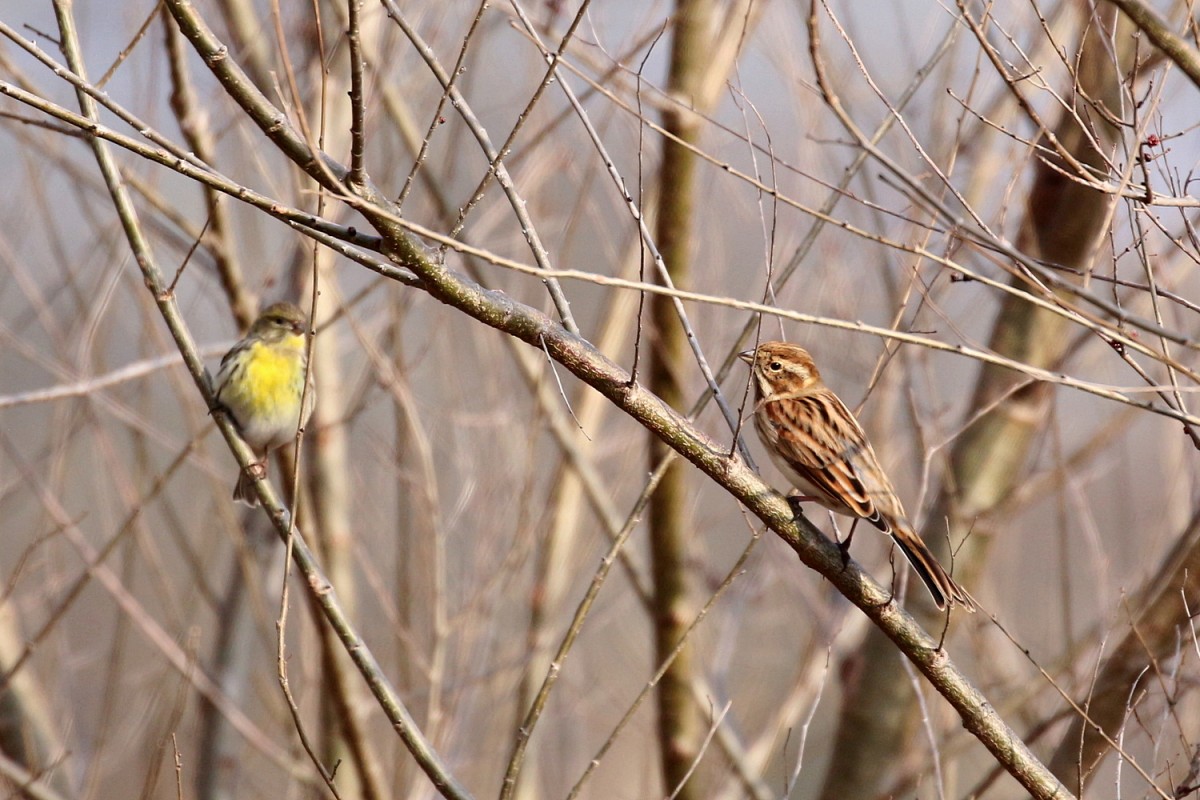 migliarino di palude-feb26